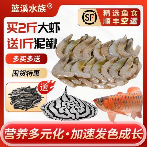 給我一些龍魚喂食海蝦的圖片示例