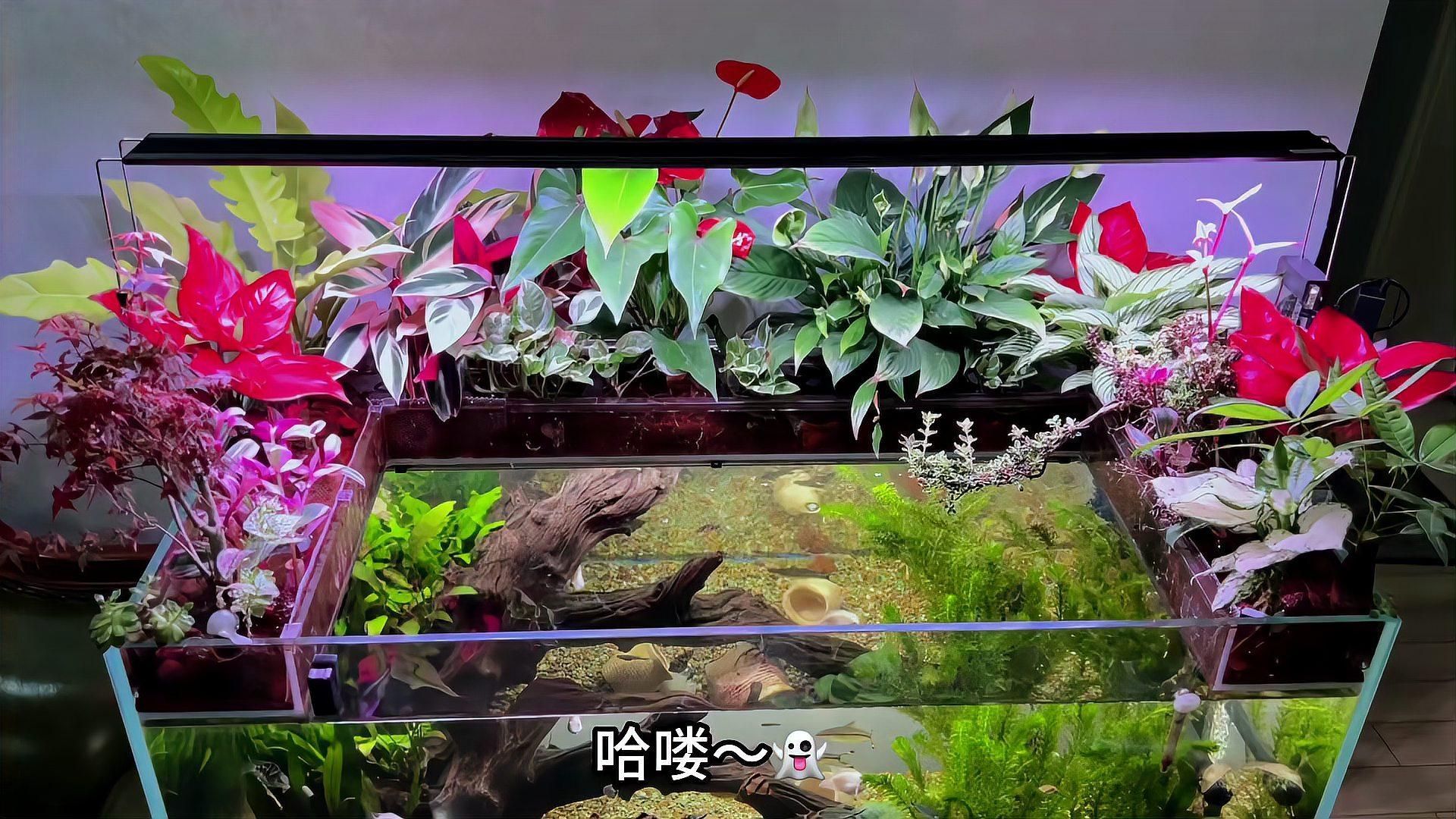 有哪些適合家庭水族箱的植物