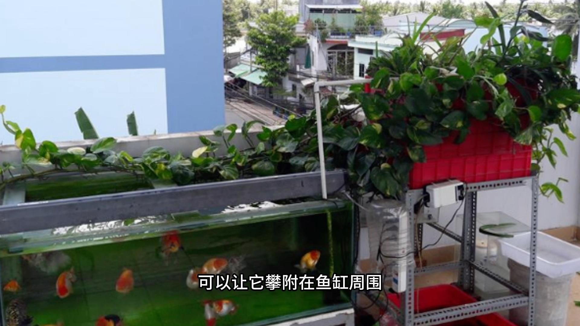 有哪些適合家庭水族箱的植物