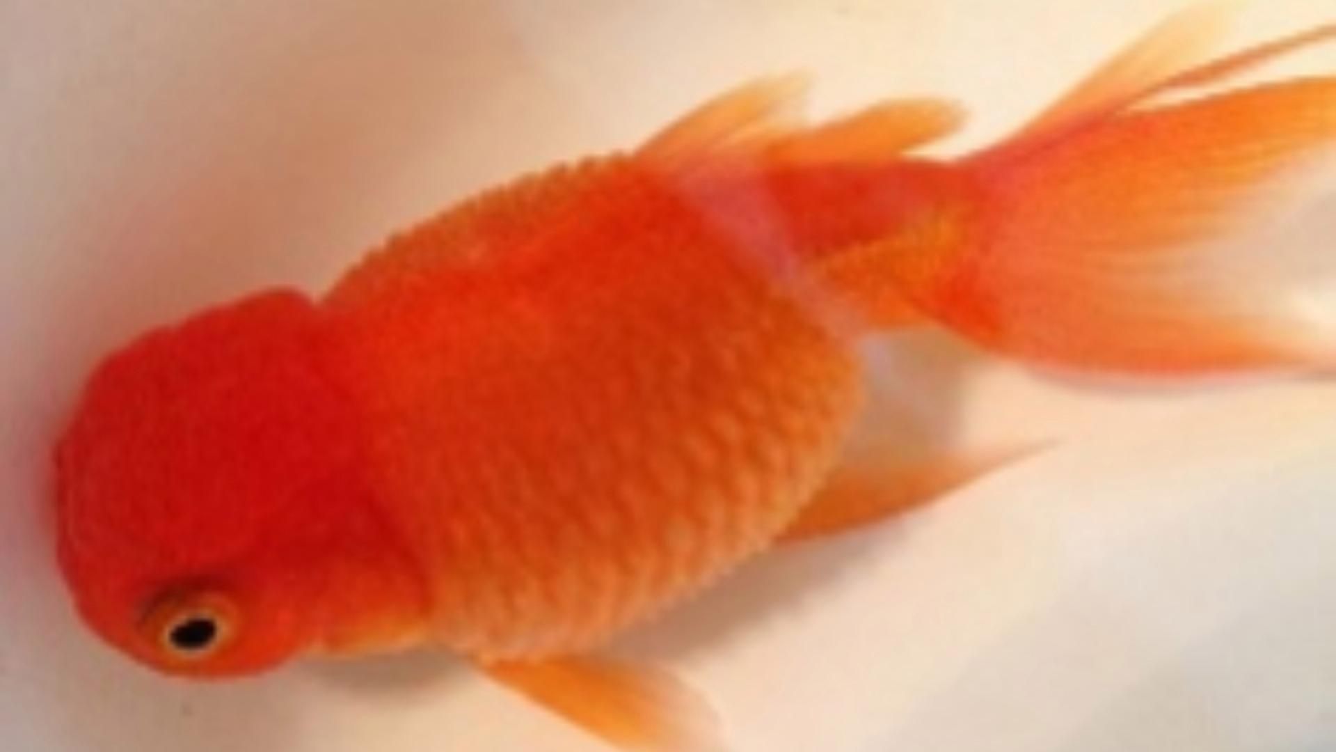 炸鱗病有哪些癥狀表現，炸鱗病如何治療，如何預防炸鱗病