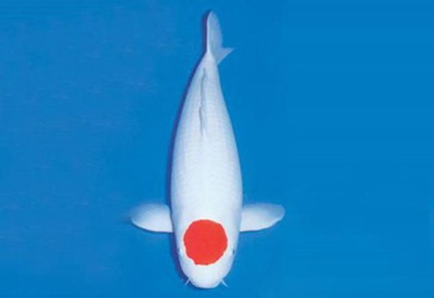 祥龍魚場(chǎng)的丹頂錦鯉價(jià)格如何？，祥龍魚場(chǎng)丹頂錦鯉價(jià)格如何？