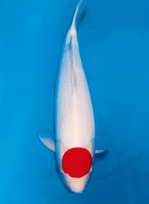 祥龍魚場的丹頂錦鯉價格如何？，祥龍魚場丹頂錦鯉價格如何？