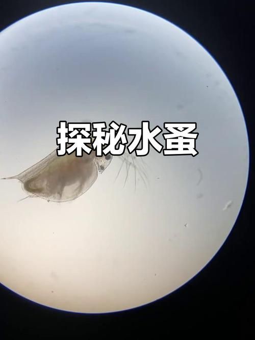 如何判斷魚缸是否消毒干凈，arxiv論文助手arxiv論文助手判斷魚缸是否消毒干凈