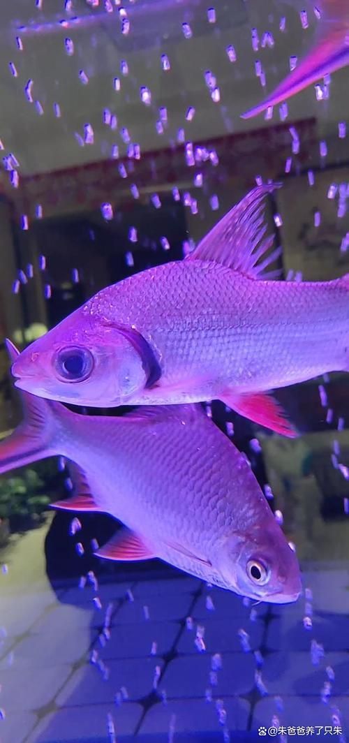 開平龍魚有哪些品種？，開平龍魚品種選購指南，開平龍魚有哪些獨特品種