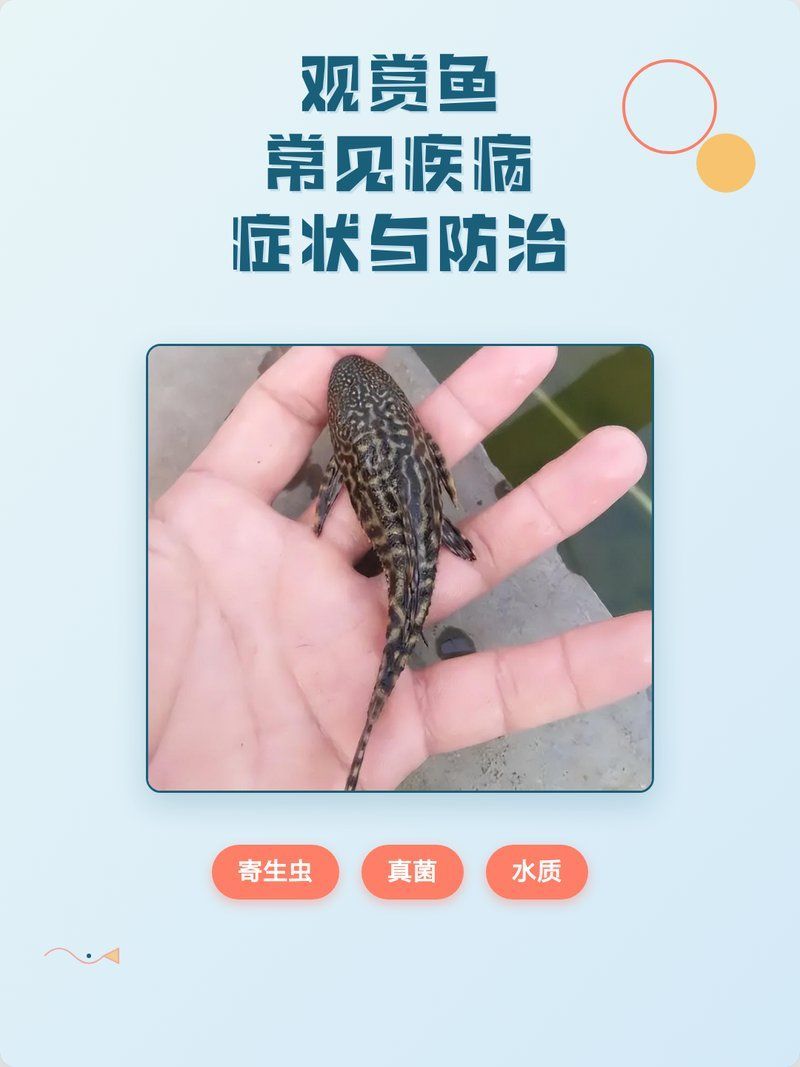 祥龍魚場有哪些常見的觀賞魚疾病？，祥龍魚場有哪些常見的觀賞魚疾病？祥龍魚場有哪些品種？