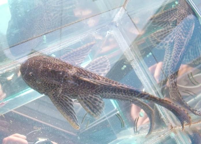 純紅龍魚最忌三種魚，純紅龍魚最忌混養的三種魚