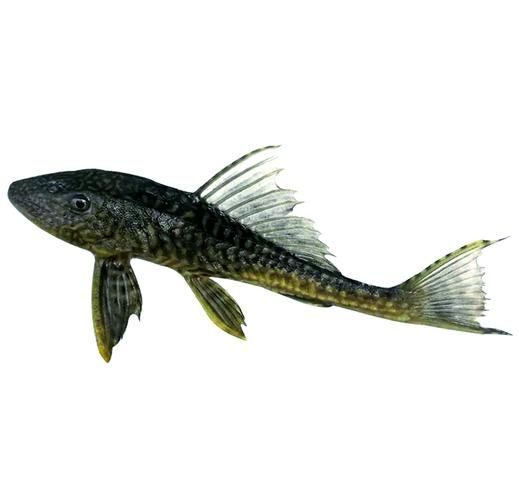 純紅龍魚最忌三種魚，純紅龍魚最忌混養的三種魚