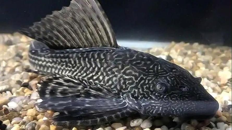 純紅龍魚最忌三種魚，純紅龍魚最忌混養的三種魚