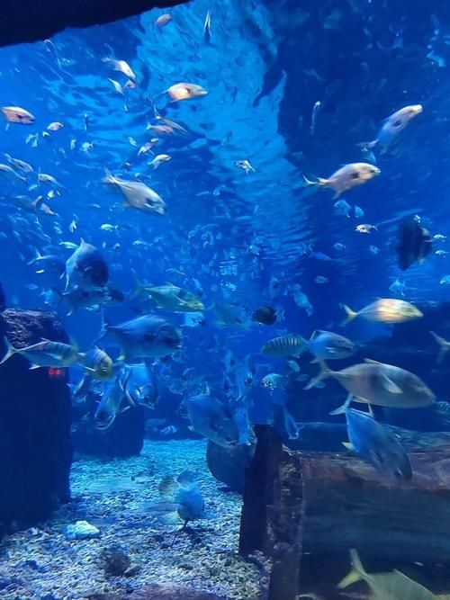 秦皇島有哪些知名的水族館，秦皇島旅游攻略秦皇島水族館親子游攻略