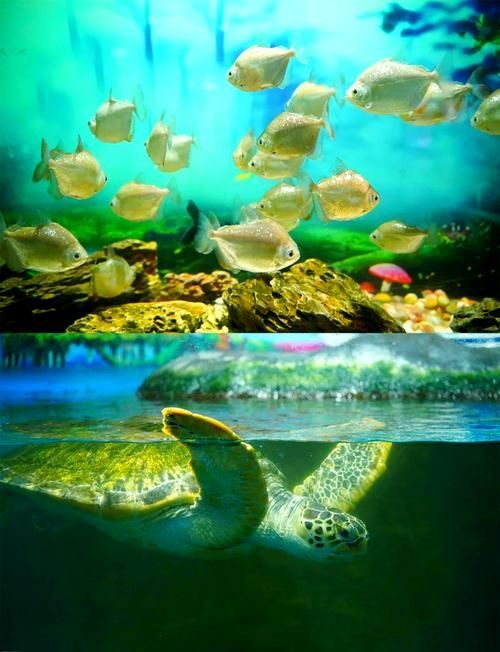 秦皇島有哪些知名的水族館，秦皇島旅游攻略秦皇島水族館親子游攻略