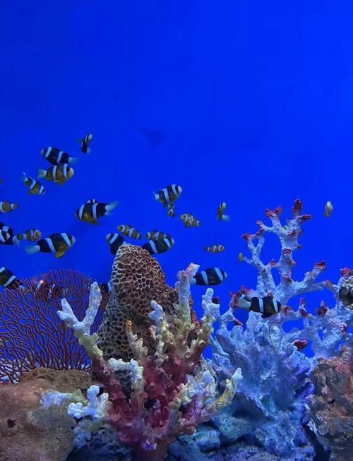 秦皇島有哪些知名的水族館，秦皇島旅游攻略秦皇島水族館親子游攻略