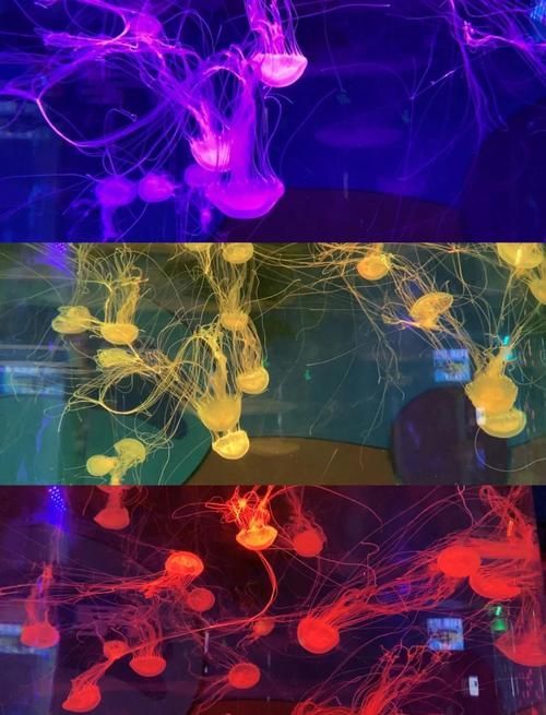 秦皇島有哪些知名的水族館，秦皇島旅游攻略秦皇島水族館親子游攻略