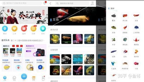 推薦一些觀賞魚市場價(jià)格查詢工具，觀賞魚價(jià)格查詢工具