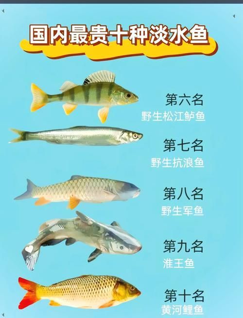 推薦一些觀賞魚市場價(jià)格查詢工具，觀賞魚價(jià)格查詢工具