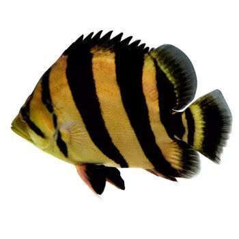 印尼三紋虎，《印尼三紋虎》印尼三紋虎魚