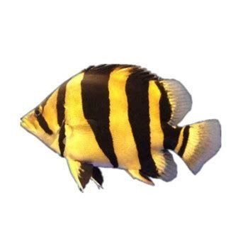 印尼三紋虎，《印尼三紋虎》印尼三紋虎魚