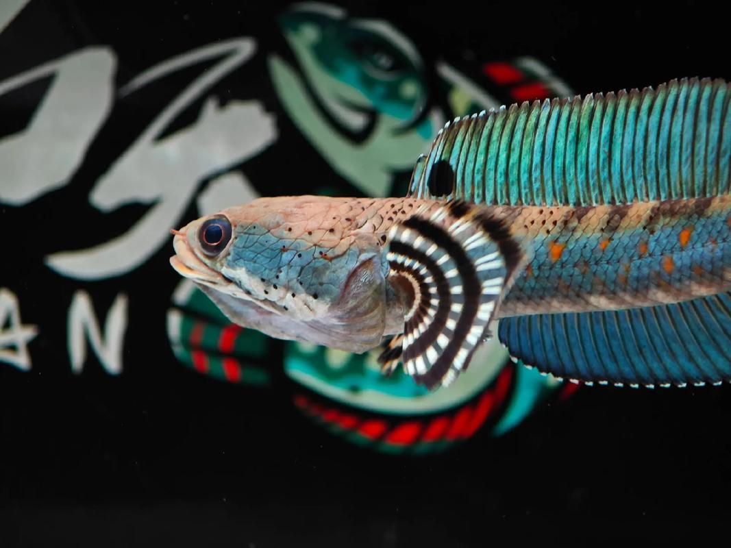 雷龍魚哪個品種最艷麗，七彩雷龍魚哪個品種最艷麗，