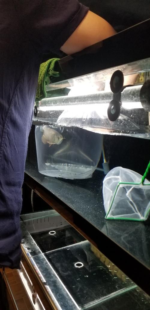 給我一些辨別李亞四龍魚真偽的圖片，如何辨別李亞四龍魚的真偽？