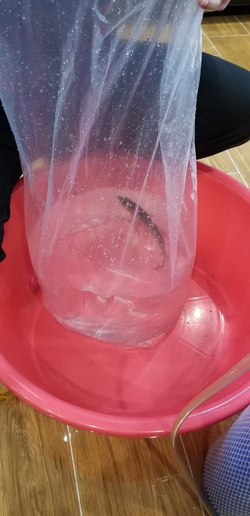 給我一些辨別李亞四龍魚真偽的圖片，如何辨別李亞四龍魚的真偽？
