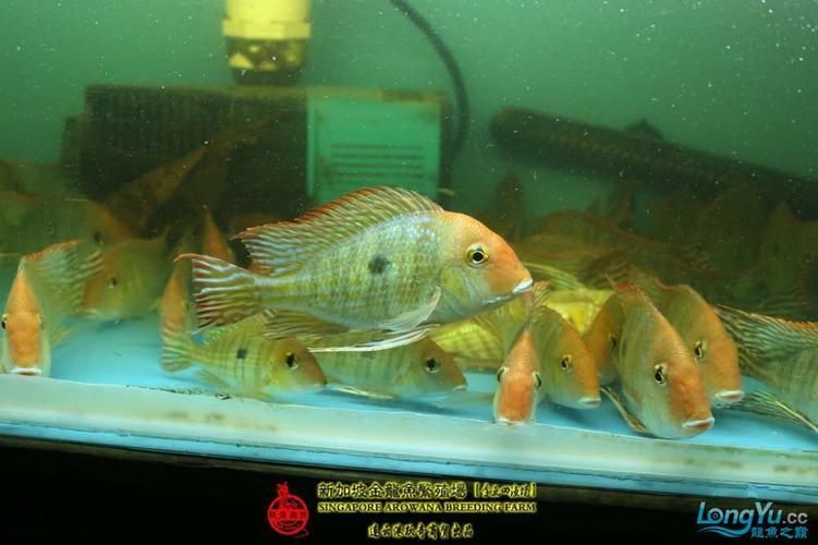 給我一些辨別李亞四龍魚真偽的圖片，如何辨別李亞四龍魚的真偽？