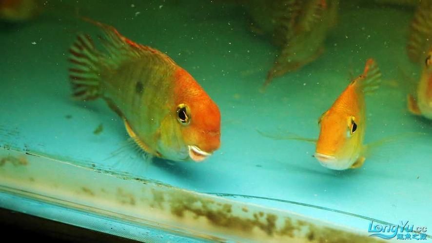 給我一些辨別李亞四龍魚真偽的圖片，如何辨別李亞四龍魚的真偽？