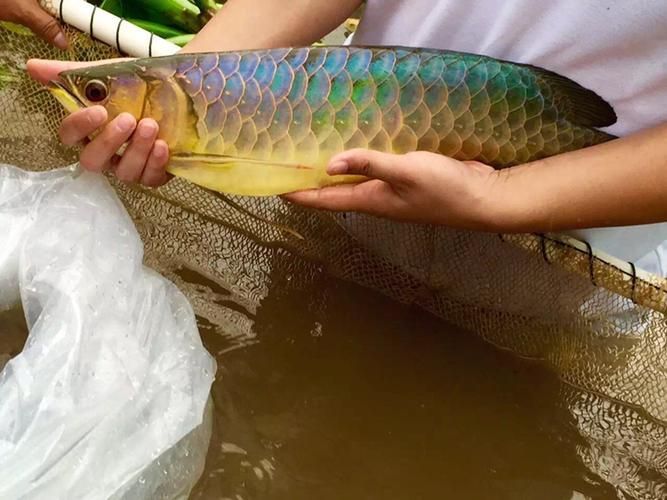 給我一些辨別李亞四龍魚真偽的圖片，如何辨別李亞四龍魚的真偽？