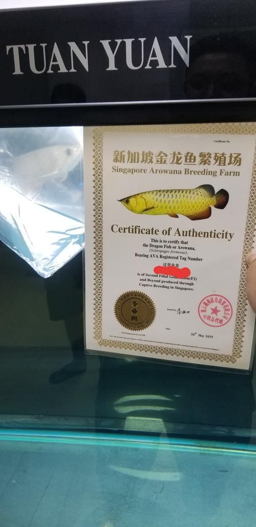給我一些辨別李亞四龍魚真偽的圖片，如何辨別李亞四龍魚的真偽？