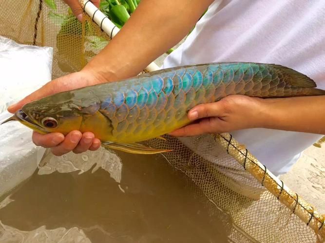 給我一些辨別李亞四龍魚真偽的圖片，如何辨別李亞四龍魚的真偽？