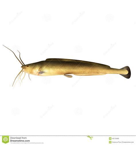 金龍魚受傷了翻身是怎么回事，金龍魚受傷翻身是怎么回事