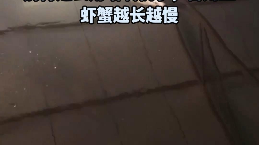如何預防魚類細菌感染