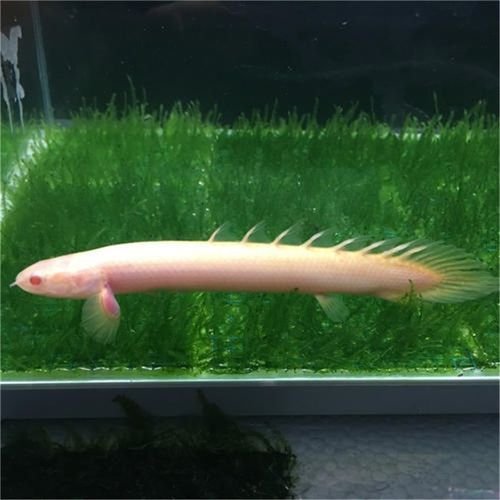 恐龍魚的價格范圍，恐龍魚的真實價格