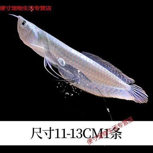 如何鑒別1～2厘米銀龍魚苗的品種