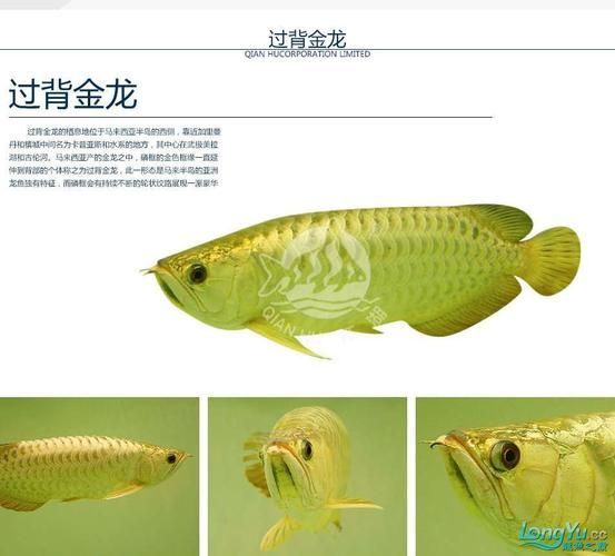 有哪些市售龍魚寄生蟲藥物推薦，仟湖龍魚寄生蟲藥物推薦（server_id=3） 有哪些市售龍魚寄生蟲藥物推薦，仟湖龍魚寄生蟲藥物推薦（server_id=3） 龍魚百科 第6張