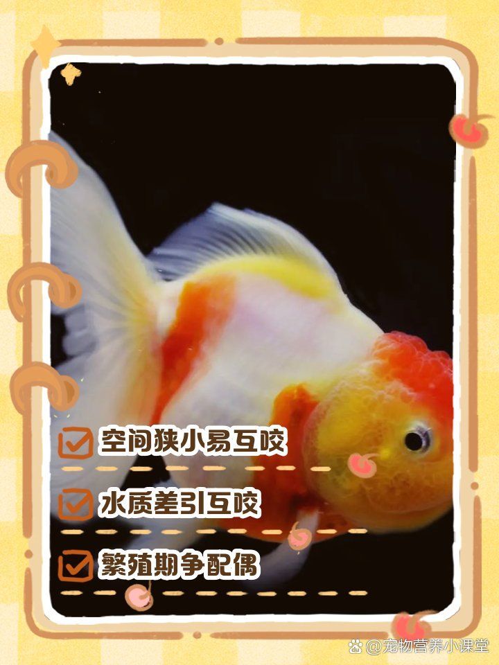 如何預(yù)防魚咬魚再次發(fā)生，arxiv論文助手arxiv論文助手（arxiv論文助手”