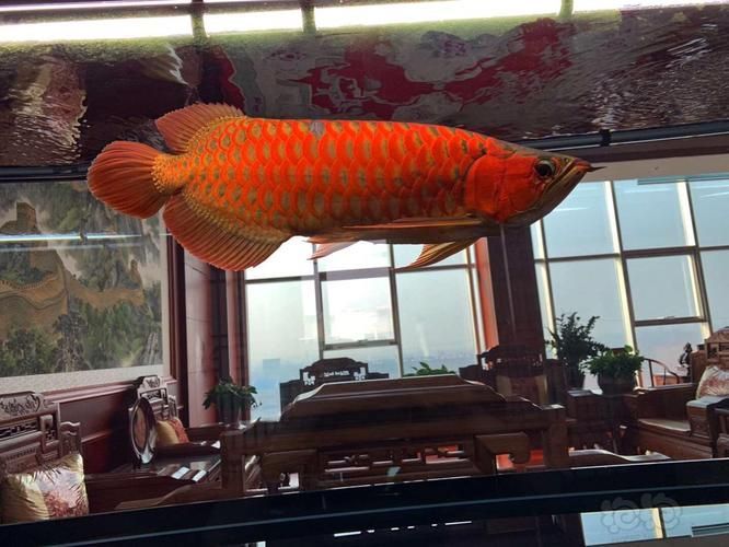 泗水紅龍的市場走勢如何，泗水紅龍市場走勢如何，泗水紅龍市場走勢需包含1000字分析和配圖