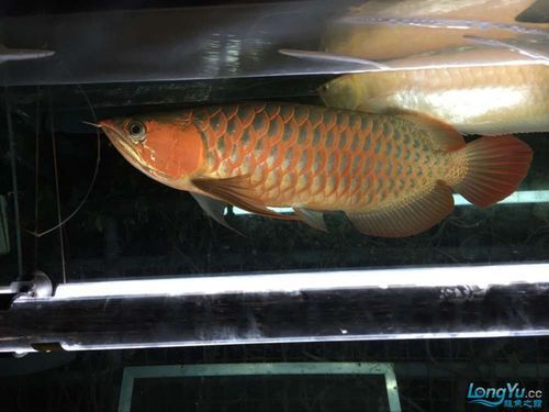 泗水紅龍的市場走勢如何，泗水紅龍市場走勢如何，泗水紅龍市場走勢需包含1000字分析和配圖