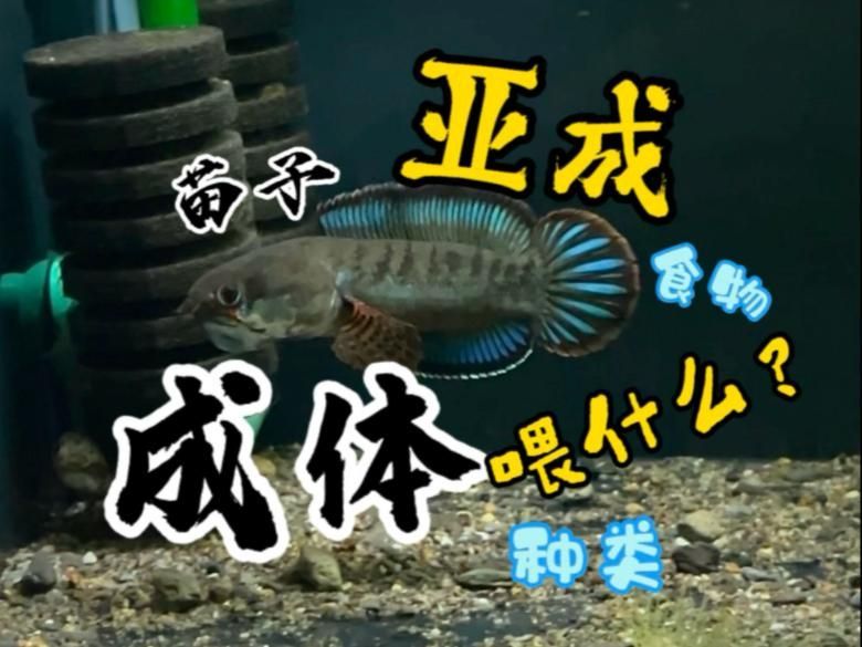 龍魚吃活食多久一次合適？，龍魚吃活食多久一次合適 龍魚吃活食多久一次合適？，龍魚吃活食多久一次合適 龍魚百科 第4張
