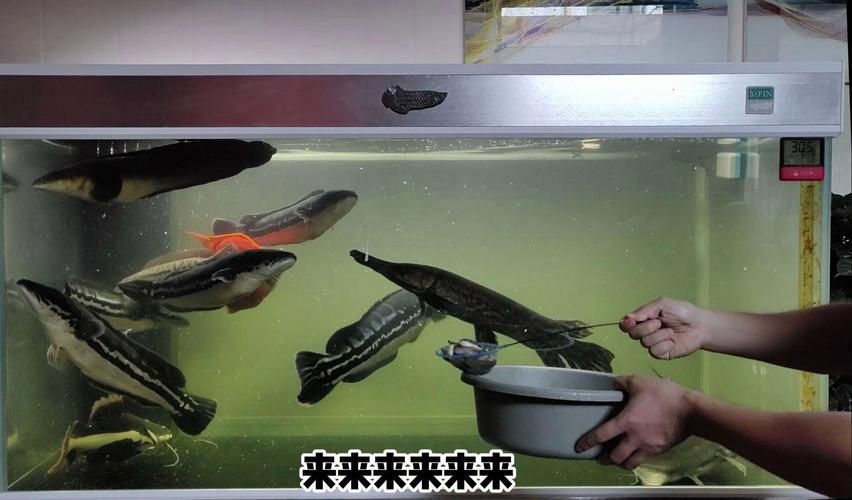 哪些魚缸適合兇猛魚？，——————專業(yè)級配置詳解