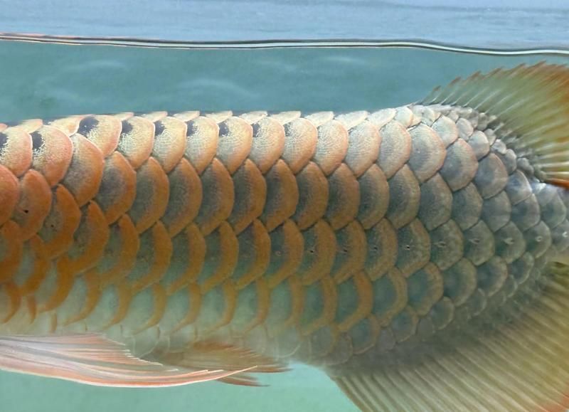 推薦一些觀賞龍魚發色過程的視頻資源，紅龍魚發色過程的視頻資源可以深入了解龍魚發色過程的視頻資源