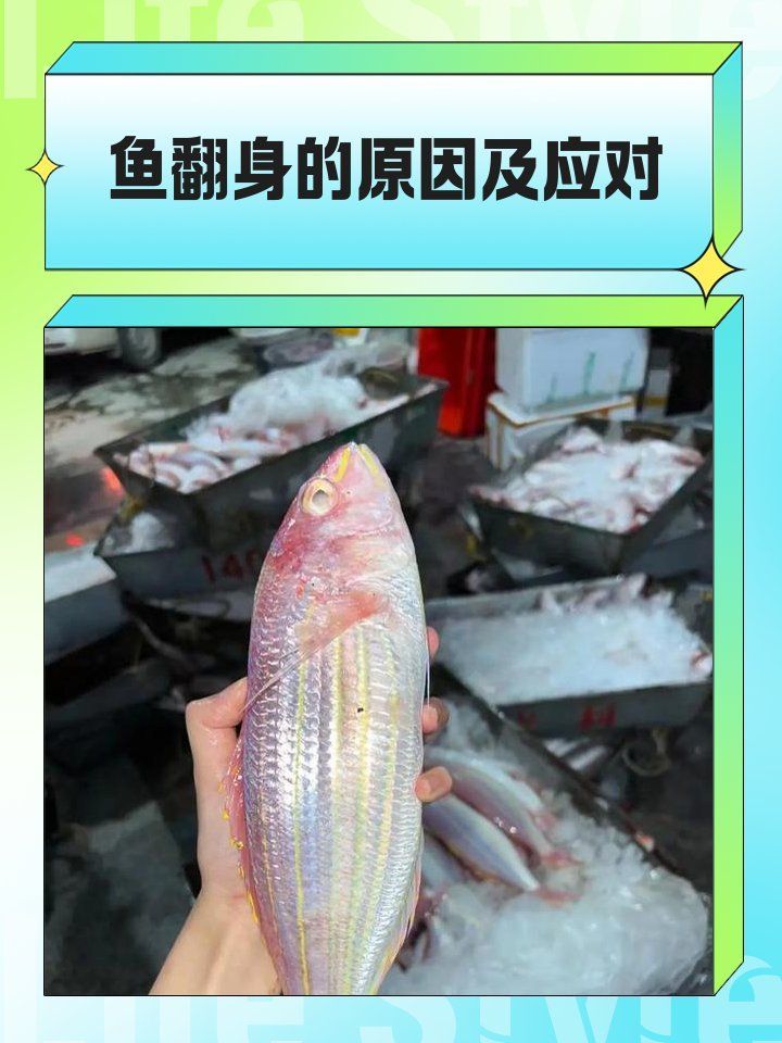 如何預防金龍魚翻身，如何防止金龍魚翻身