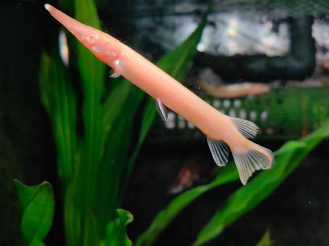 紅眼黃化幽靈火箭魚如何飼養？，紅眼黃化幽靈火箭魚如何飼養