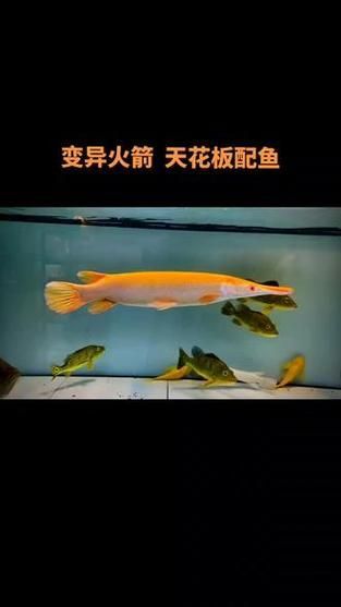 紅眼黃化幽靈火箭魚如何飼養？，紅眼黃化幽靈火箭魚如何飼養