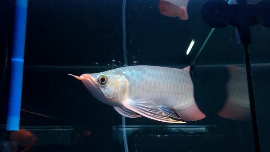 有哪些頂級(jí)紅龍魚(yú)戰(zhàn)車(chē)品種，有哪些頂級(jí)紅龍魚(yú)戰(zhàn)車(chē)品種，