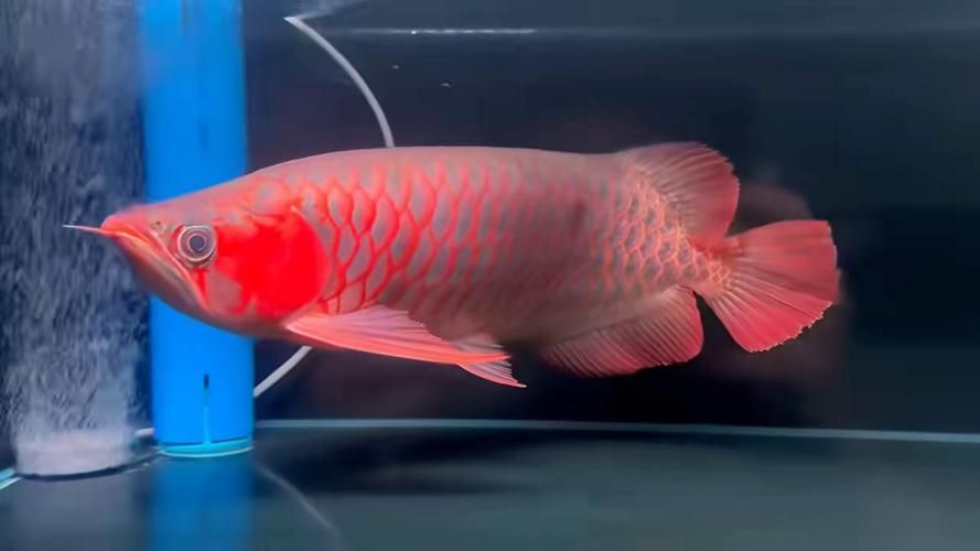 有哪些頂級(jí)紅龍魚(yú)戰(zhàn)車(chē)品種，有哪些頂級(jí)紅龍魚(yú)戰(zhàn)車(chē)品種，