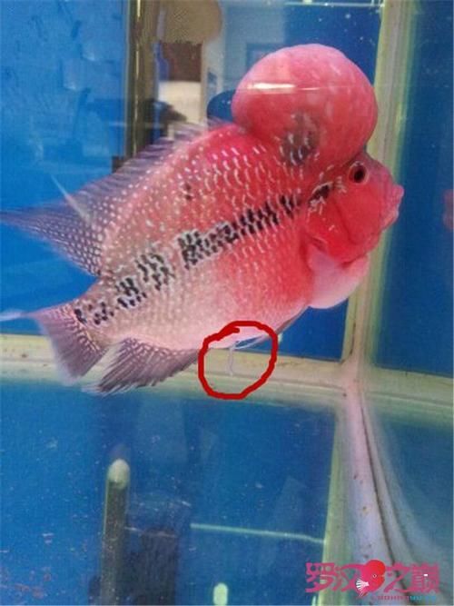 魚得腸炎的癥狀圖片，如何判斷魚是否得了腸炎