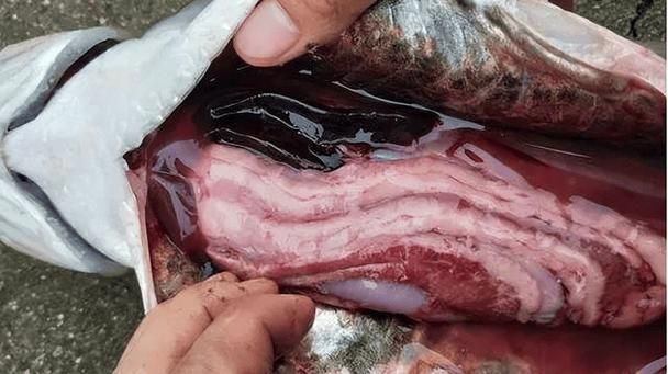 魚得腸炎的癥狀圖片，如何判斷魚是否得了腸炎