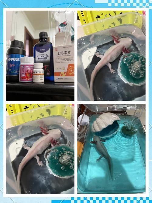 如何預防六角恐龍魚生病？，如何科學預防六角恐龍魚生病