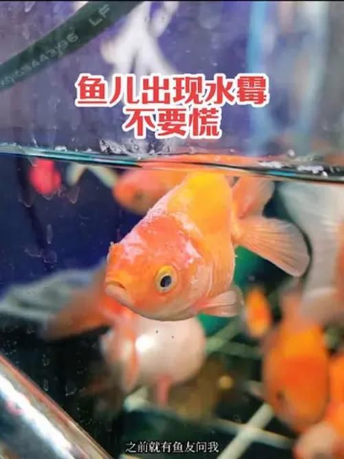 金龍魚病證大全PDF版，權(quán)威養(yǎng)殖金龍魚常見病證詳解金龍魚常見病因及防治方法