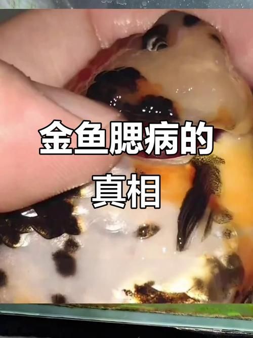 金龍魚病證大全PDF版，權威養殖金龍魚常見病證詳解金龍魚常見病因及防治方法