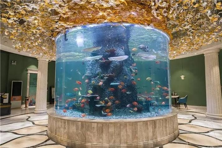養龍魚需要多久換一次水？，養龍魚的換水頻率取決于多種因素